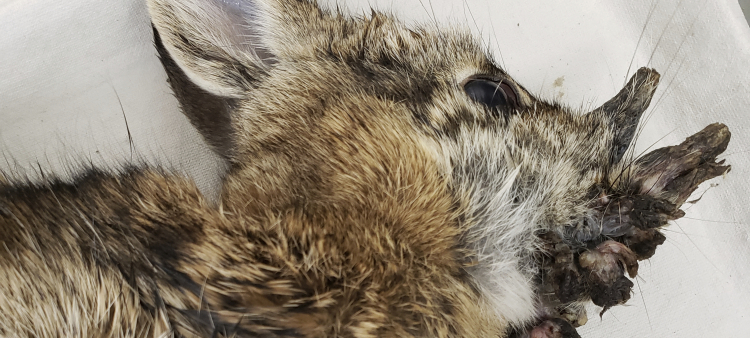 Conejos con cuernos: Virus del papiloma sorprende en EEUU