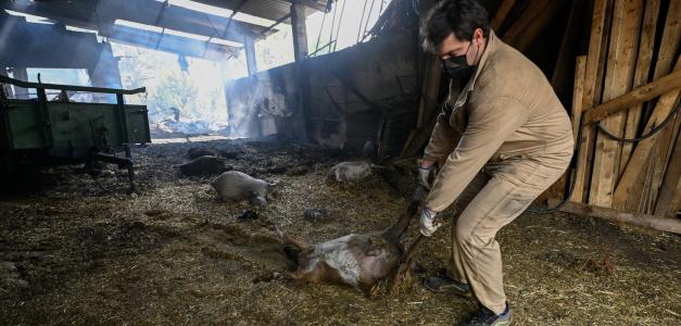 Incendios arrasan el oeste y noroeste de España