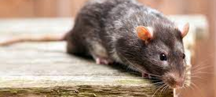 Infestación silenciosa: Las ratas invaden las calles de Argentina