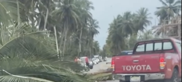 Impacto del Huracán Erin: Caída de Árboles por Fuertes Vientos y Lluvias