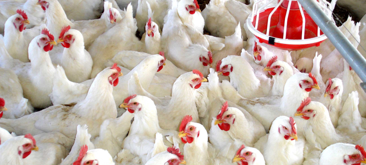Desmentido: Precio del pollo no es de 125 pesos