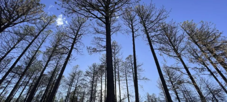 Recuperación de los árboles después de un incendio forestal