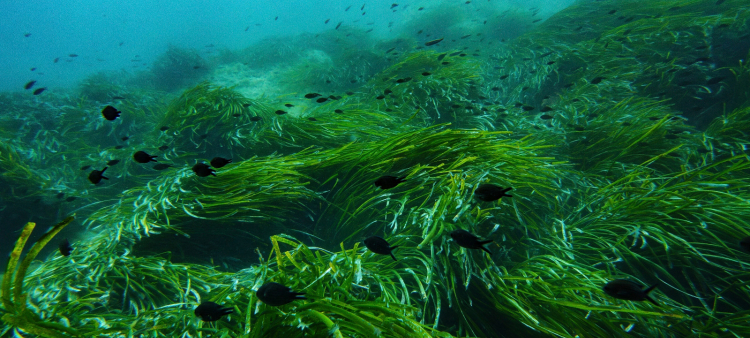108 Especies Marinas en Peligro de Extinción en Cuba: Un Estudio Revelador