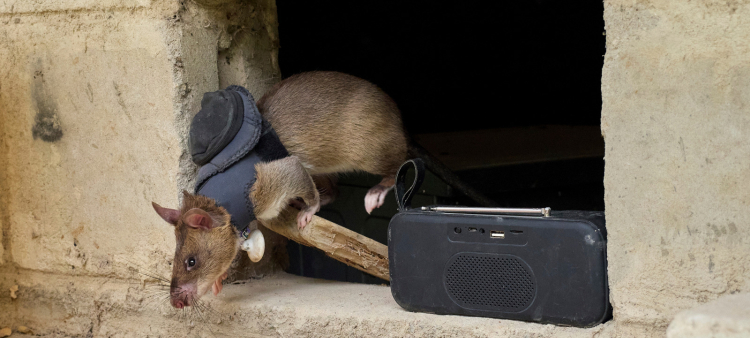 Ratas: Detectores de minas terrestres y tuberculosis.