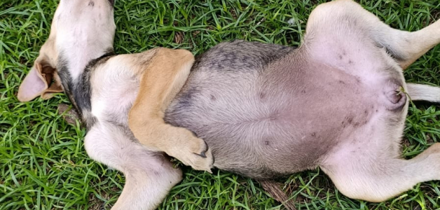 Denuncian Envenenamiento de Perros en la Terminal Portuaria de Río Haina