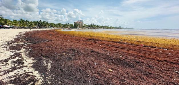 Invasión de Sargazo en Playas de Juan Dolio: Impacto en el Turismo Local