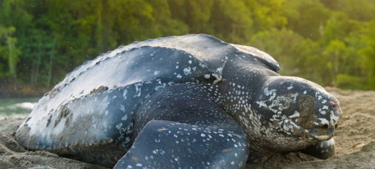 Tortuga tinglar: especie marina en riesgo crítico