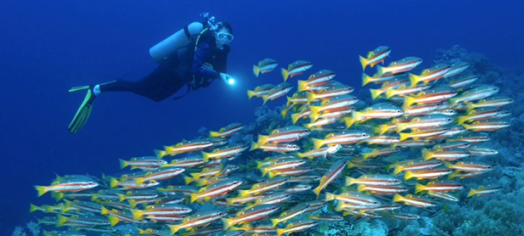 Tratado de Alta Mar: Protección y Conservación.