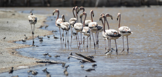 Protección de Flamencos: Limpieza de Playas en Las Salinas de Baní
