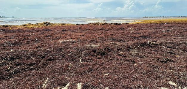 El presidente Abinader llama a la solidaridad climática en la ONU por crisis del sargazo en RD.