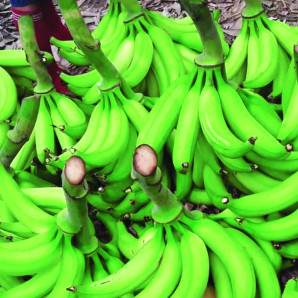 El impacto de una enfermedad incurable en la exportación de bananos en Ecuador