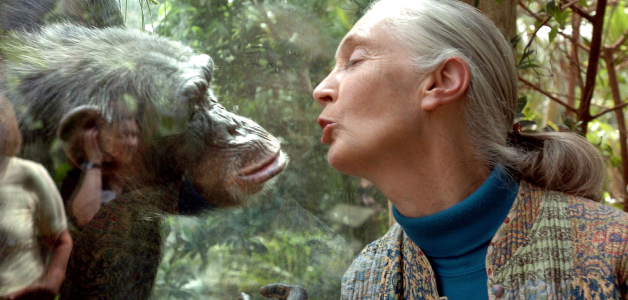 Fallece Jane Goodall, pionera en la investigación de los chimpancés