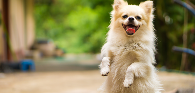 Datos clave para asistir al Animal Fest RD 2025 con tu mascota