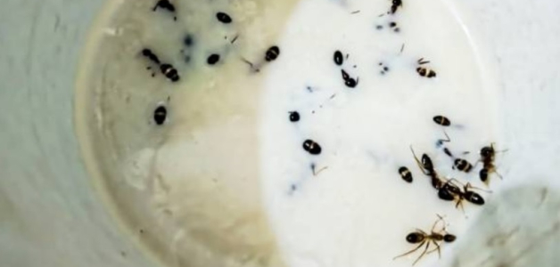 El uso de hormigas en la producción de yogur