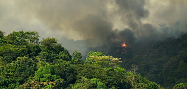 Amenazas al Patrimonio Mundial natural: Cambio climático y especies invasoras