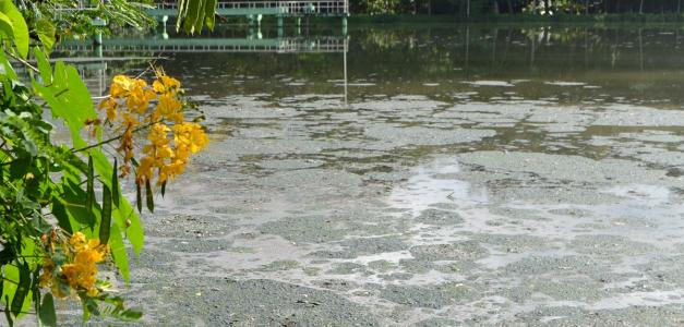 Rehabilitación Urgente de la Planta de Tratamiento de Aguas Residuales en Salcedo