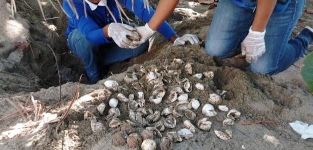 Nacimiento de tortugas marinas en santuario protegido por la Armada.