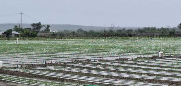 Impacto de las lluvias: incomunicación en zonas agrícolas y beneficios en otras