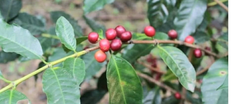 Caficultores de Ocoa denuncian situación desastrosa en zonas cafetaleras por lluvias