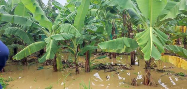 Impacto devastador del huracán Melissa en la región del Cibao