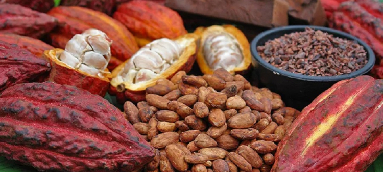 Descenso en la Producción y Precio del Cacao a Nivel Global