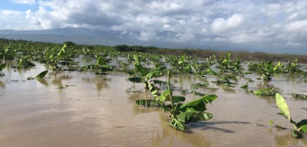 Impacto del Huracán Melissa: 4,000 evacuados y pérdidas millonarias en la producción agrícola del Sur