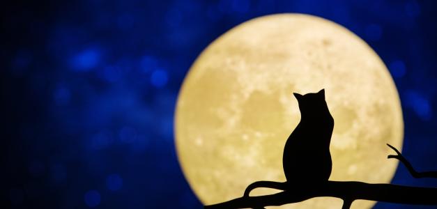 El enigma y la majestuosidad de los gatos