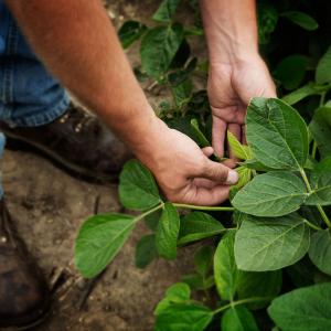 Soya sostenible de EE. UU.: clave en la producción responsable
