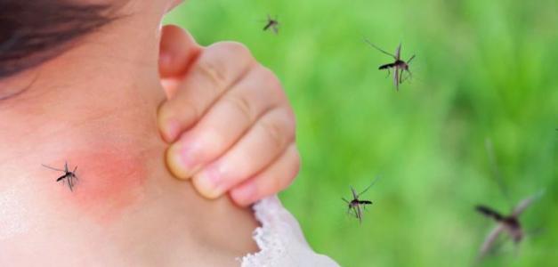 Tres provincias concentran el 95% de los casos de malaria