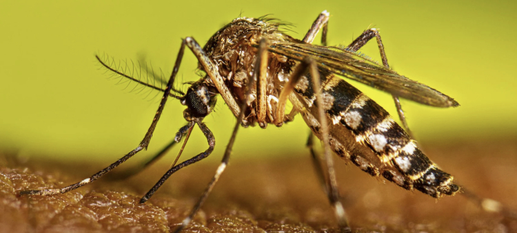 Desafío del brote de dengue y chikunguña en Cuba: 47.000 hospitalizados