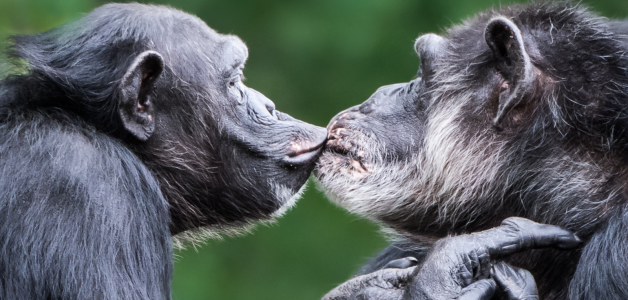 El Origen del Primer Beso en la Boca: Estudios Revelan que se Remonta a 21 Millones de Años