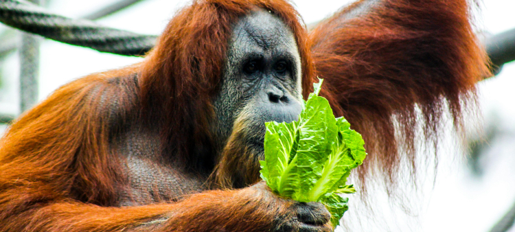 El catálogo mental de los orangutanes: un recurso clave en su independencia alimentaria
