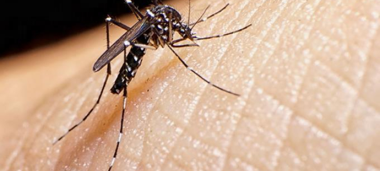 Confirmados tres casos de chikunguña en República Dominicana desde Cuba