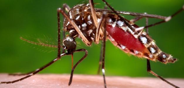 Síntomas de la chikungunya: Alerta por casos en RD