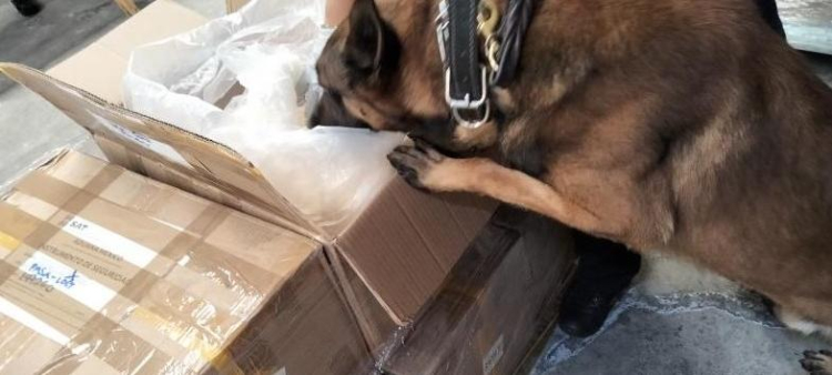 Incautan un kilo de fentanilo valuado en 20 millones de dólares en el Aeropuerto de México