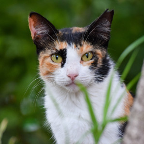 Coexistencia ética: Éxito en el manejo de colonias silvestres de felinos en Punta Cana