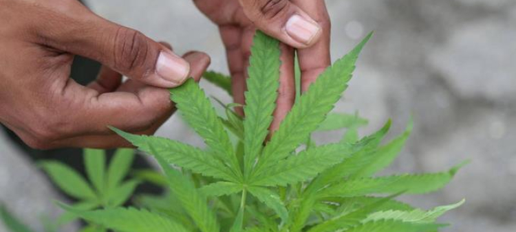 Efecto del cannabis en la memoria de adolescentes: papel de un grupo de células