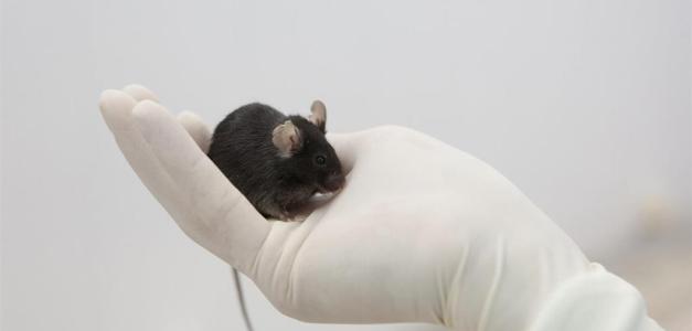 Investigadores españoles logran eliminar el cáncer de páncreas en ratones