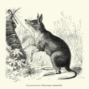 Especies extintas en 2025