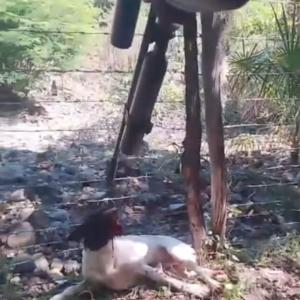 Hombre detenido en Baní por maltrato animal a perros callejeros