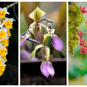 Festival de Orquídeas 2026: Un Estallido de Color en el Jardín Botánico Nacional