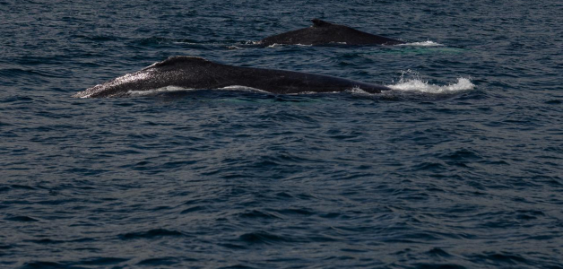 Descubriendo las curiosidades de las ballenas jorobadas en República Dominicana