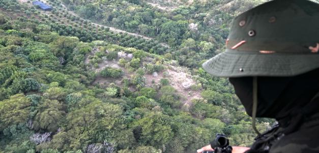 Desmantelado cultivo de marihuana en Peravia: 1,835 matas incautadas