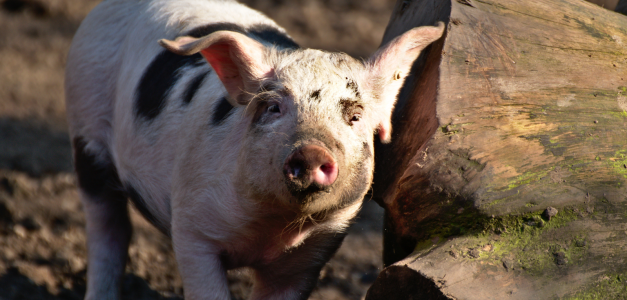 Avance de República Dominicana en el control de la peste porcina confirmado por la FAO
