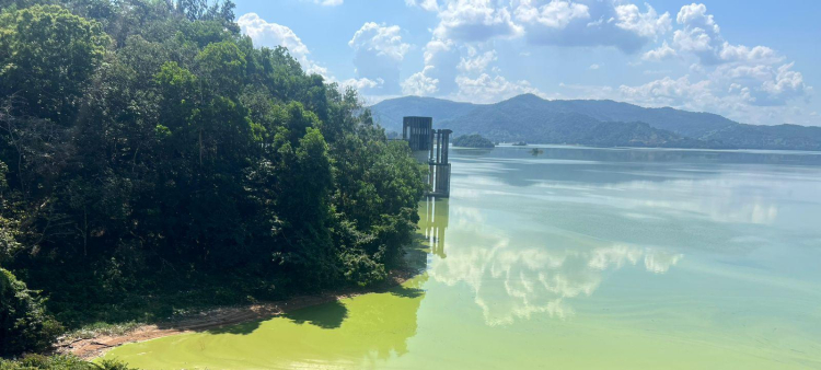 Cianobacterias: Impacto en la presa de Hatillo