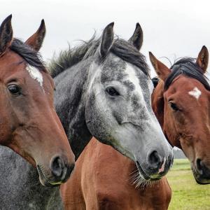 Descubrimiento del Secreto del Relincho de los Caballos