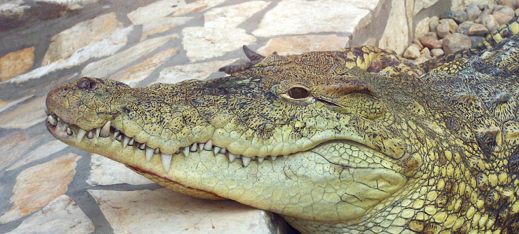 Buscan cocodrilo fugado de rancho en Puerto Plata: no capturarlo ni alimentarlo