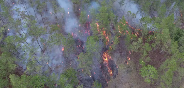 Incendios forestales en aumento en República Dominicana: una tendencia preocupante en los últimos seis años