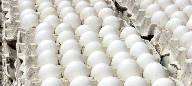 Precauciones al limpiar los huevos antes de su almacenamiento