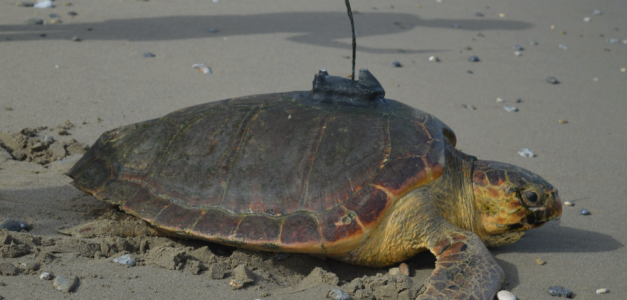 Diana: la increíble travesía de una tortuga desde Ceuta al Caribe